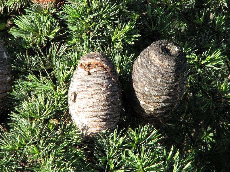 cedrus atlantica o libani?